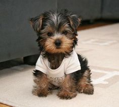 images of morkies